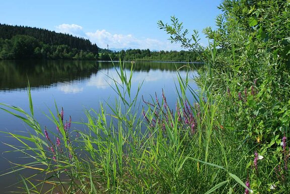 Rinser Natur-Eis